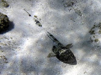 Strand Playa Coral Playa Coral