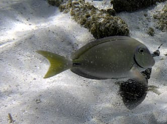 Strand Playa Coral Playa Coral