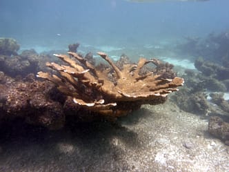 Strand Playa Coral Playa Coral