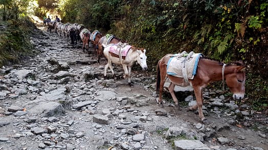 Von Tatopani nach Ghorepani (Wanderung) Tatopani Ghorepani 12