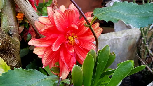 Von Tatopani nach Ghorepani (Wanderung) Tatopani Ghorepani 6