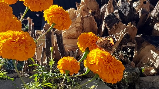 Von Tatopani nach Ghorepani (Wanderung) Tatopani Ghorepani 8