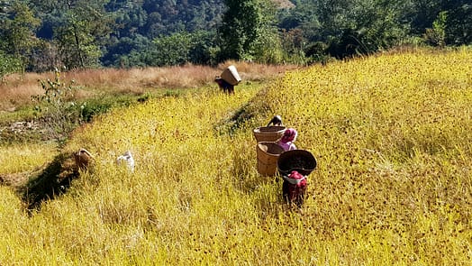 Von Tatopani nach Ghorepani (Wanderung) Tatopani Ghorepani 9