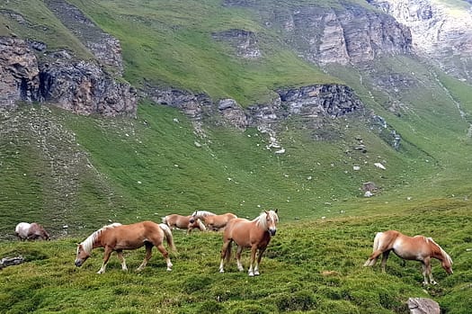 Brixner Hütte (Wanderung) Weg zum wilden See