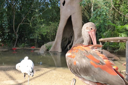Vogelpark Parque das Aves Parque das Aves