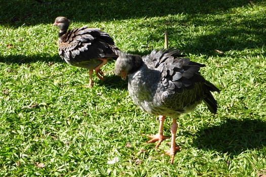 Vogelpark Parque das Aves Parque das Aves