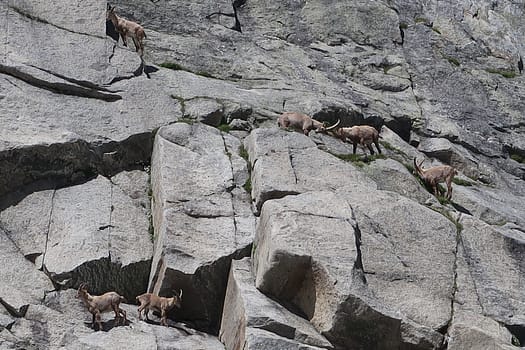 Turnerkamp 3.420 m und Rossruggspitze 3.298 m (Hochtour) Versuch WhatsApp Image 2022 07 04 at 09.23.15 1