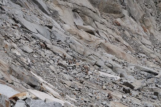 Turnerkamp 3.420 m und Rossruggspitze 3.298 m (Hochtour) Versuch WhatsApp Image 2022 07 04 at 09.23.15