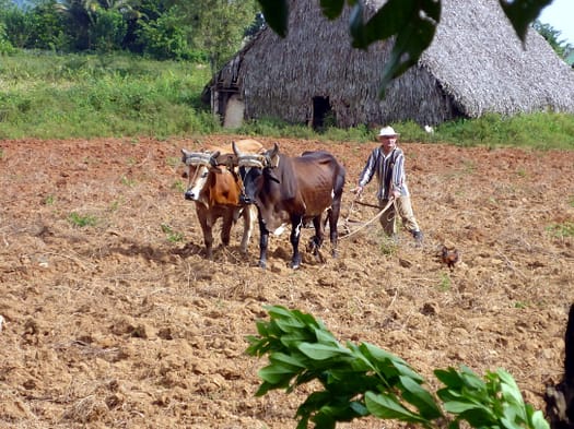 Viñales Plantagen