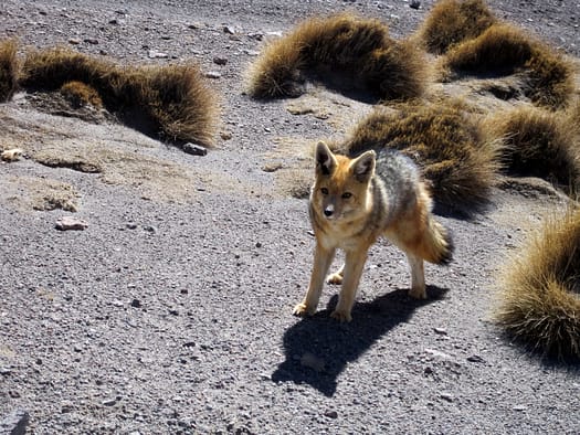 Thunupa Vulkan und Hedionda Lagune Fox