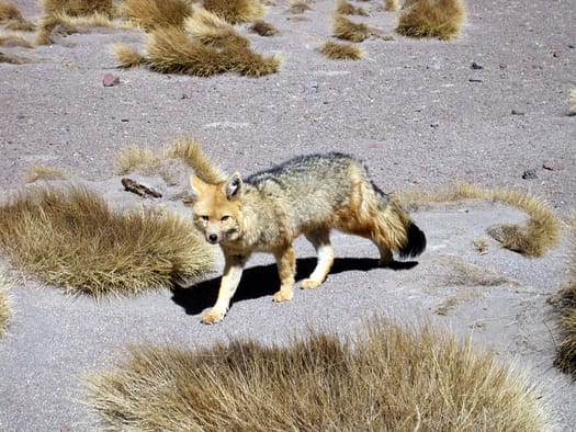 Thunupa Vulkan und Hedionda Lagune Fox