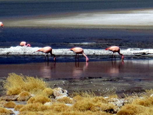Thunupa Vulkan und Hedionda Lagune Laguna Hedionda