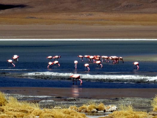 Thunupa Vulkan und Hedionda Lagune Laguna Hedionda