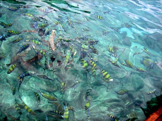 Ko Phi Phi Ko Phi Phi