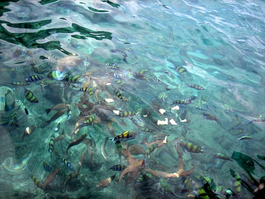 Ko Phi Phi Ko Phi Phi