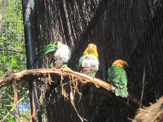 Vogelpark Parque das Aves Parque das Aves
