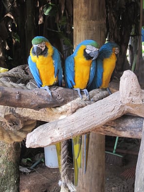 Vogelpark Parque das Aves Parque das Aves 11