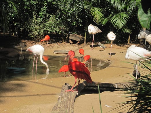Vogelpark Parque das Aves Parque das Aves