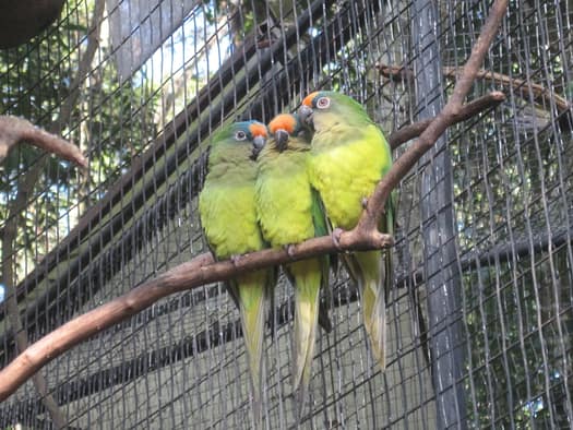 Vogelpark Parque das Aves Parque das Aves