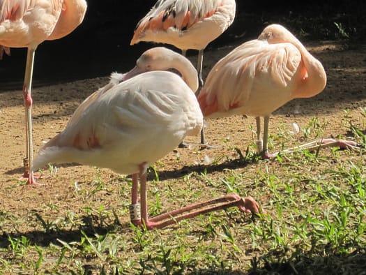 Vogelpark Parque das Aves Parque das Aves