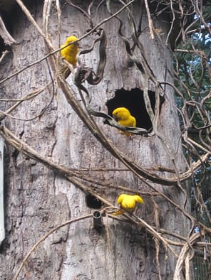 Vogelpark Parque das Aves Parque das Aves