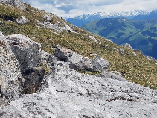 Sommerstein 2.308 m (Wanderung) Sommerstein 4