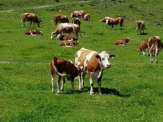 Breitebenkopf 2.236 m (Wanderung) Breitebenkopf 9