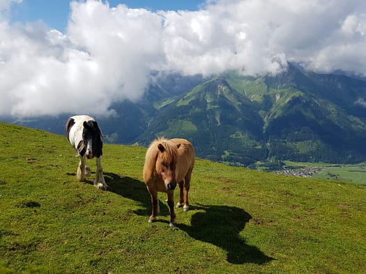 Daniel 2.340 m, Upsspitze 2.332 m, Hochschrutte 2.247 m (Wanderung) Daniel Hochschrutte Upsspitze 8
