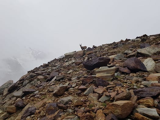 Südliche Zufallspitze 3.757 m, Monte Cevedale 3.769 m, Monte Rosole 3.538 m, Palon de la Mare 3.703 m (Hochtour) WhatsApp Image 2020 08 17 at 13.52.30 1