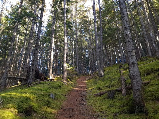 Patscherkofel 2.246 m (Wanderung) Patscherkofel 12