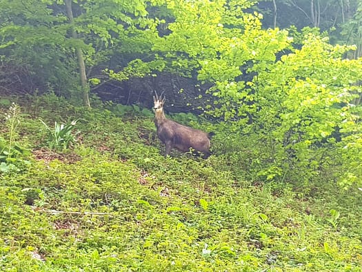 Haller Zunterkopf 1.966 m & Thaurer Zunterkopf 1.918 m (Wanderung) Haller Zunterkopf 1.966 m Thaurer Zunterkopf 1.918 m Wanderung 18