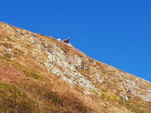 Vorderer Sulzkogel 2.796 m (Wanderung) Vorderer Sulzkogel 2.796 m Wanderung 12