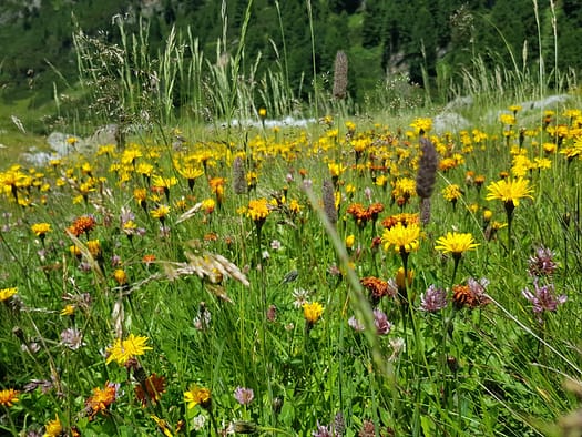 Turnerkamp 3.420 m und Rossruggspitze 3.298 m (Hochtour) Versuch Turnerkamp 3.420 m Westgrat und Rossruggspitze 3.298 m Hochtour Versuch 29