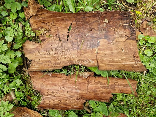 Die Wunder der Natur (Themenwanderweg) Wunder der Natur Themenwanderweg 3 e1682320696412