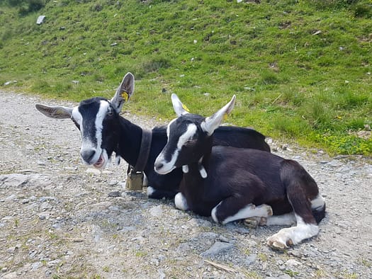 Sonntagsköpfl 2.244 m von Hochfügen (Wanderung) Sonntagskoepfl 2.244 m von Hochfuegen Wanderung 2