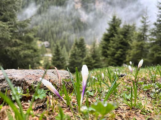 Wildkarspitze 3.073 - Nordnordostgrat (Schneeschuhwanderung) Wildkarspitze 3.073 Nordnordostgrat Schneeschuhwandern 19