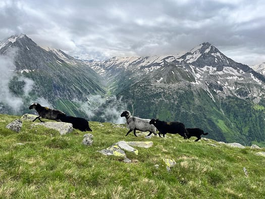 Aukarkopf 2.736 m (Bergtour) Aukarkopf 2.736 m Bergtour 35