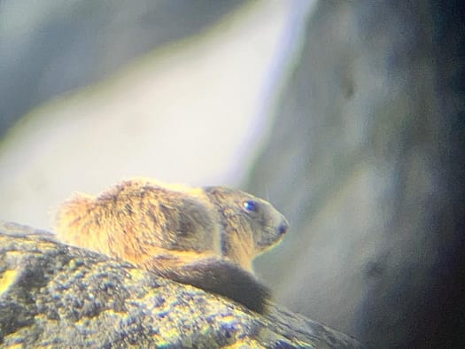 Essener- und Rostocker Hütte 2.208 m (Wanderung) Essener und Rostocker Huette 2.208 m Wanderung 15