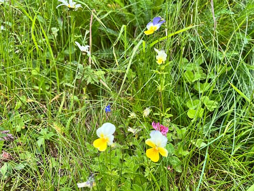 Essener- und Rostocker Hütte 2.208 m (Wanderung) abstieg 1