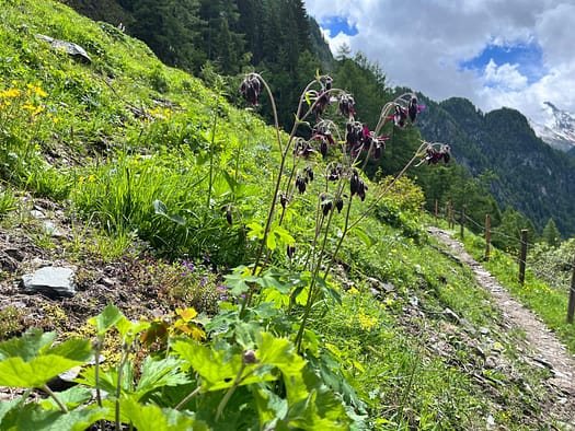 Essener- und Rostocker Hütte 2.208 m (Wanderung) abstieg 2