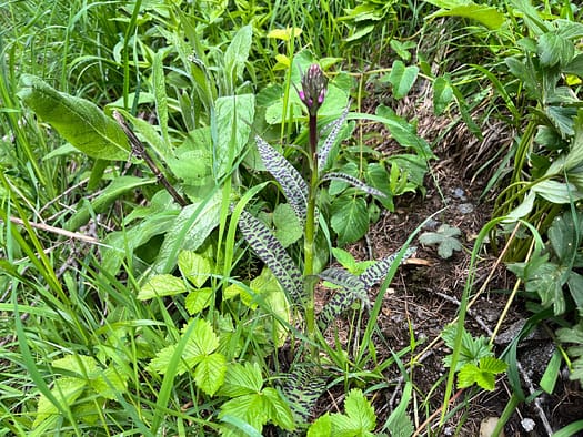 Essener- und Rostocker Hütte 2.208 m (Wanderung) abstieg 3