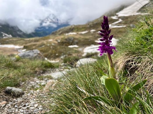 Essener- und Rostocker Hütte 2.208 m (Wanderung) abstieg 8