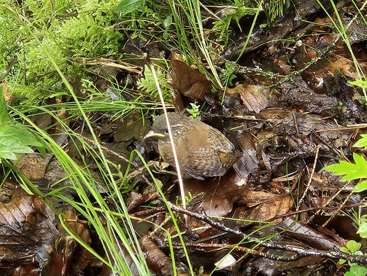 Kaiserklamm (Wanderung) Kaiserklamm Wanderung 12
