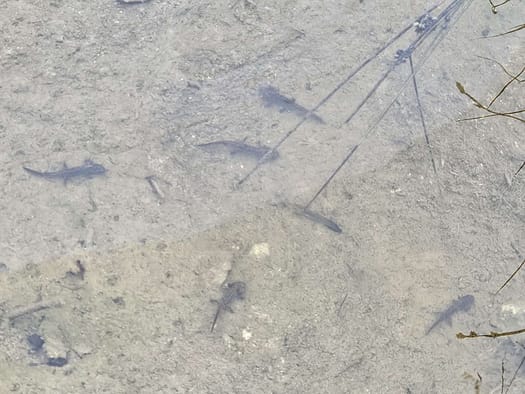 Wanglspitze 2.420 m (Wanderung) Wanglspitze 2.420 m Wanderung 10