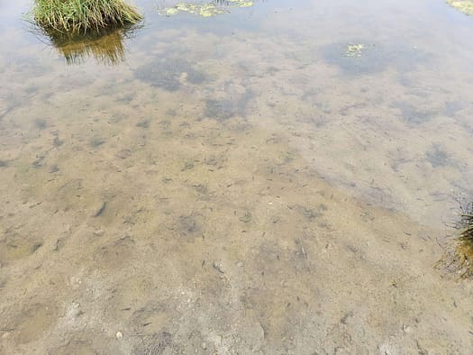 Wanglspitze 2.420 m (Wanderung) Wanglspitze 2.420 m Wanderung 15