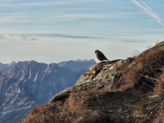 Gilfert 2.506 m - Sonnenuntergangstour (Wanderung) Gilfert 2.506 m von Hochfuegen Sonnenuntergangstour Wanderung 26