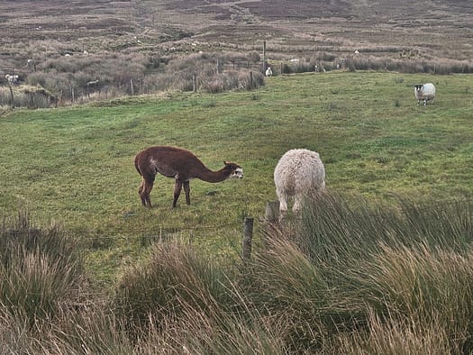 Crohy Head Sea Arch (Wanderung) Crohy Head Sea Arch Wanderung 4