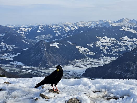 Bärenkopf 1.991 m (Wanderung) Baerenkopf 1.991 m Wanderung 19