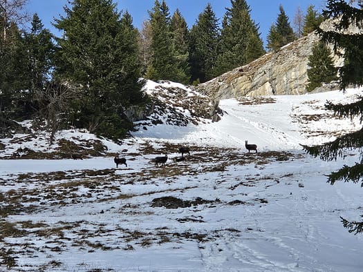 Bärenkopf 1.991 m (Wanderung) Baerenkopf 1.991 m Wanderung 4