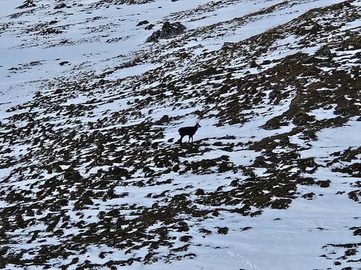 Bärenkopf 1.991 m (Wanderung) Baerenkopf 1.991 m Wanderung 5